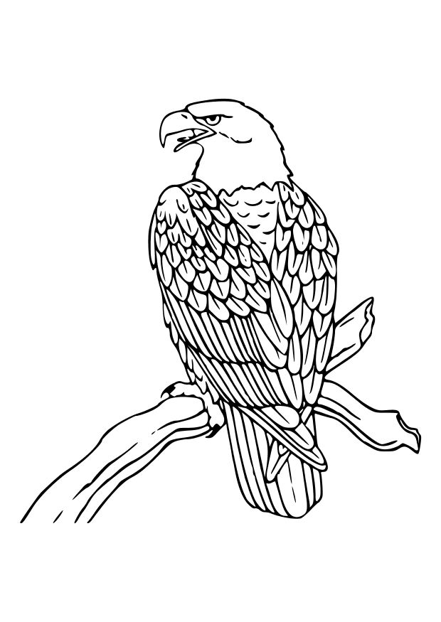 coloriage aigle royal sur une branche